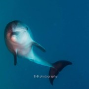 bottlenose dolphins