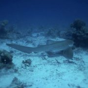 Zebra-Shark