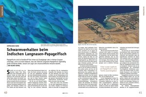 Langnasen-Papageifisch