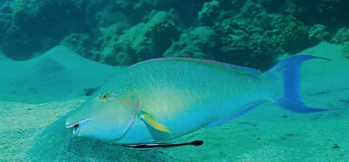 Indischer Langnasen-Papageifisch (terminale Phase) mit Gestreiftem Schiffshalter