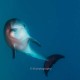 Bottlenose Delfine