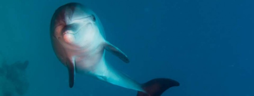 Bottlenose Delfine