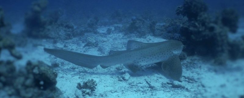 Zebrahai / zebra shark